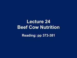 Lecture 19 Beef Cow Nutrition
