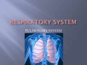 Respiratory System PP