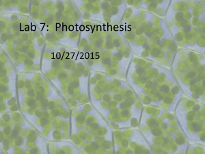 Lab 7: Photosynthesis