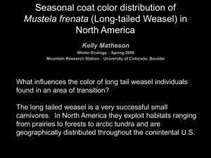 Seasonal coat color distribution of Mustela frenata
