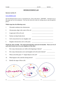 Mitosis Computer Activity