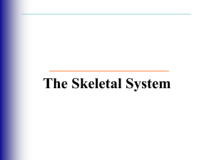 The Skeletal System