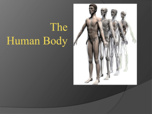 16. Human Organ Systems