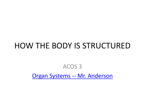 HOW THE BODY IS STRUCTURED
