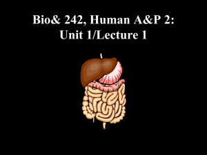 Overview of the Organs of the Digestive System