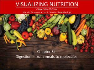 CHAPTER 3: DIGESTION – FROM MEALS TO MOLECULES