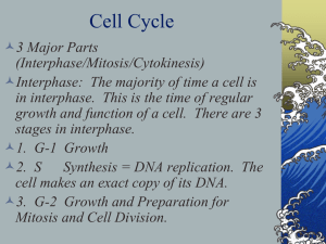 Interphase/Mitosis/Cytokinesis