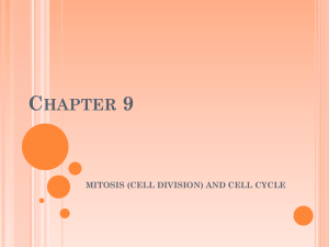 AND CELL CYCLE