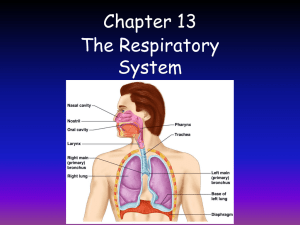 Survey of A&P/Chapter 13 Respiratory System