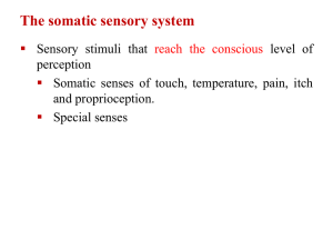The somatic sensory system