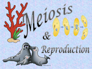 Meiosis PowerPoint