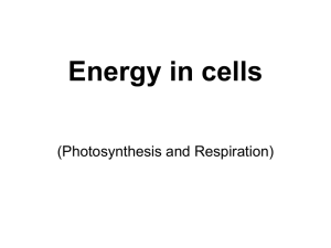 Energy Photosynthesis Respiration Summary