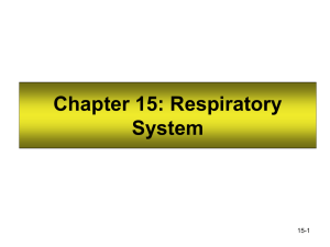 Chapter 15: Respiratory System