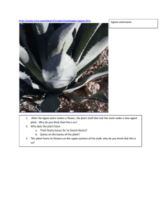 After the Agave plant makes a flower, the plant itself dies but the