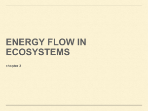 Energy flow in ecosystems