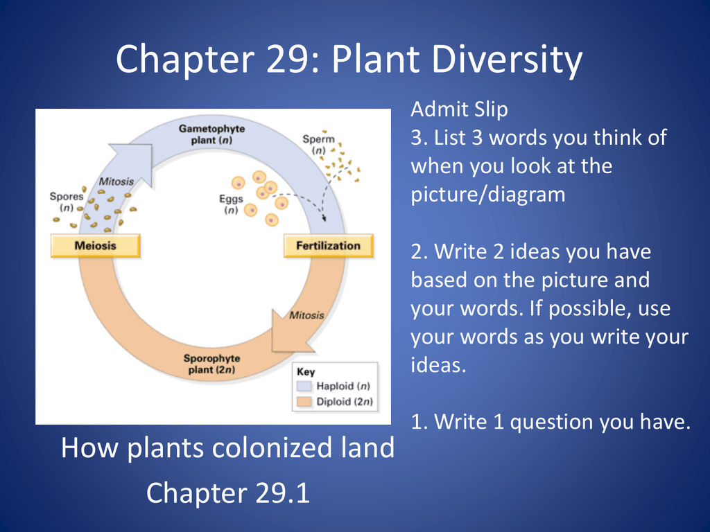 diversity in plants essay