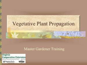 Plant Propagation - Master Gardeners