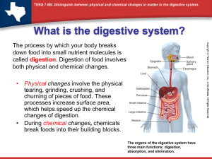 What is the digestive system? Physical changes