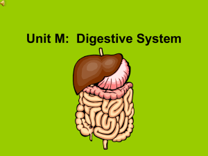 Accessory organs of digestion