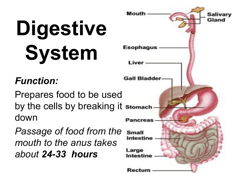 What is the intestines job in the digestive system