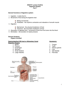 ANAT41 Lecture Outline Digestive System Part 1 General functions