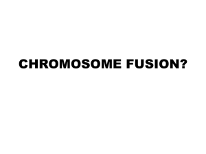 Chromosome Fusion? ppt