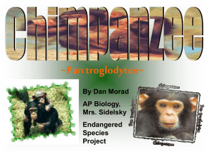 Chimpanzees - Cherokee High School