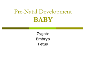 Fetal Development PowerPoint