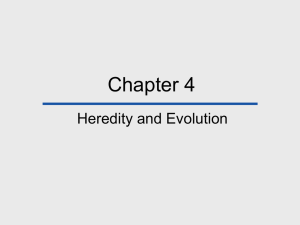 Chapter 4 Heredity and Evolution