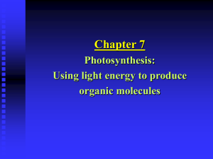 Chapter 7: Photosynthesis