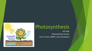 click her for photosynthesis notes