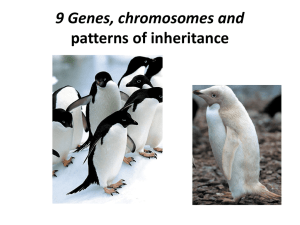 9 Genes, chromosomes and patterns of inheritance The genetic lottery