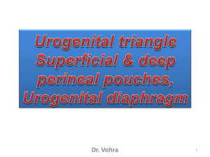 15-Urogenital Traiangle
