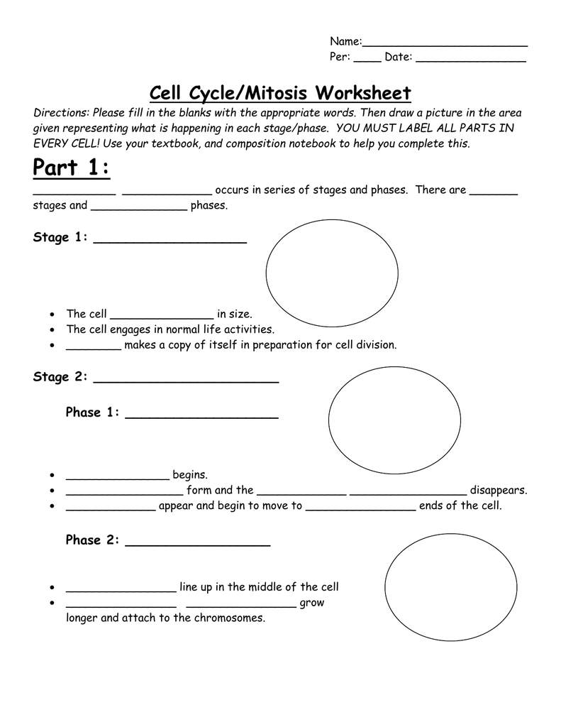 Cell Cycle/Mitosis Worksheet Within Cell Cycle And Mitosis Worksheet