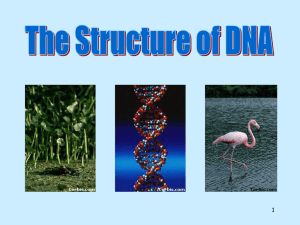 DNA structure - Biology Junction