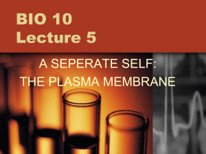 Diameter of plasma membrane