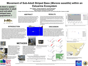 Movement of Sub-Adult Striped Bass (Morone saxatilis) within an