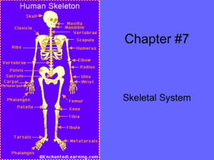 Chapter 7 Skeletal System PowerPoint