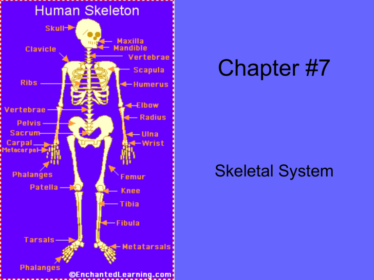 Chapter 7 Skeletal System Powerpoint 1398