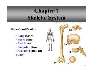 Chapter 7 Skeletal System - Reading Community Schools