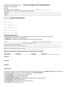 GN 7-1 Tissues and Organs of the Skeletal System