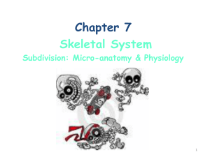 Microanatomy & Physiology Powerpoint in Depth