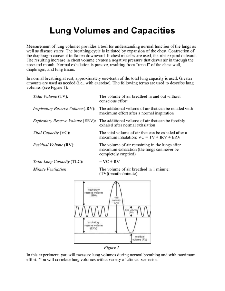 lung-volumes-and-capacities