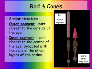 Rod & Cones - KingsfieldBiology