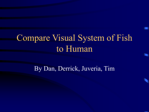 How Fish see things differently than Humans