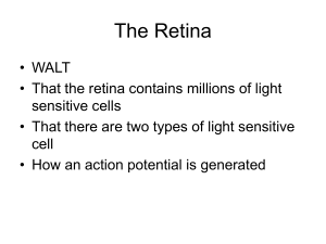 The_retina