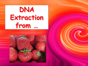 DNA Extraction - Biology Junction