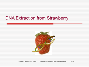 DNA Extraction from Strawberry