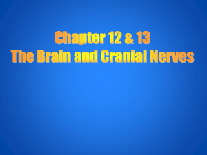 chapter-12-and-13-brain-and-cranial-nerves