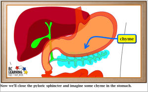 Digestion in the Sma..